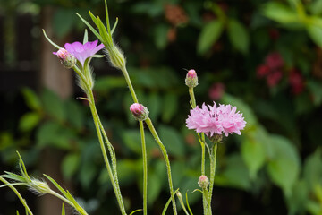 Pink Cornflower and Cow Herb Bloom on Blurred Green Background