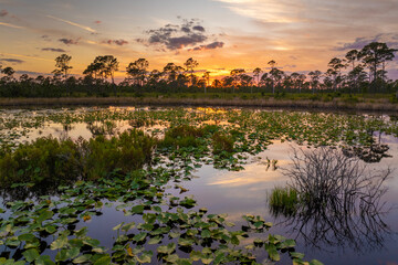 Beautiful nature landscape at sunset. Forest lake wildlife in Florida