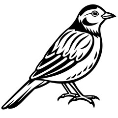 Fototapeta premium Elegant Yellowhammer Bird Line Illustration