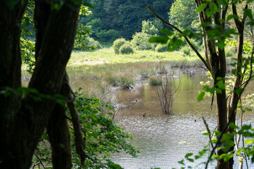 Trees by a lake