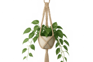 Lush green potted plant hanging from a decorative macrame hanger, isolated on a transparent background, perfect for interior design projects