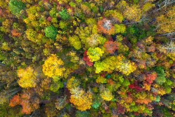 Lush forest in fall season. Colorful canopies in autumn woods on sunny day. Landscape of autumnal...