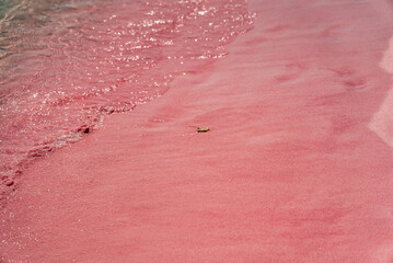 Pink beach, Komodo National Park, Indonesia