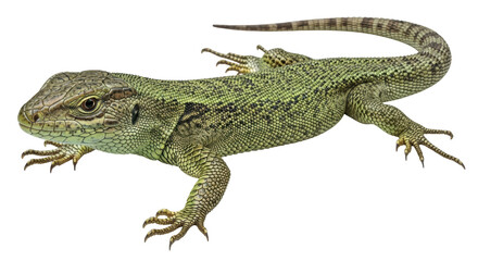 Isolated Green Lizard on White Background