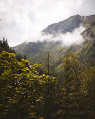 Cloud-draped alpine peak above lush forest, narrow waterfall carving slope on overcast summer day...