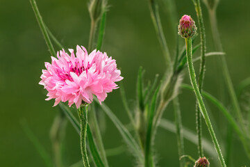 Pink Cornflower Bloom and Buds on Blurred Green Background