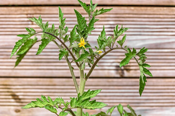 Young Tomato Plant with Yellow Flower on Wooden Background