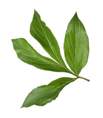 Obraz premium Green leaves of peony plant isolated on white