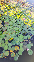 Lily pads and water lilies in the pond. Nature background. 