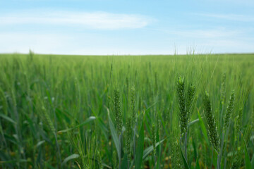 View of agricultural field with ripening wheat spikes. Space for text