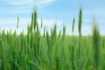 Wheat spikes growing in field outdoors, closeup