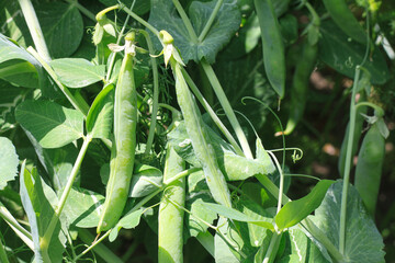 Natural peas in pod against background of green leaves in garden