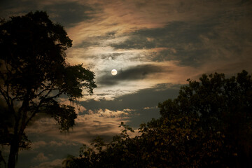 Full moon night with tree silhouettes and scattered clouds (1)