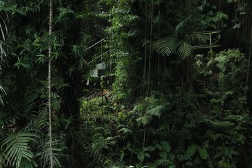 Thicket of lush green. Different wild plants growing outdoors