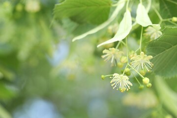 Linden tree branch with leaves and blooming flowers outdoors, closeup. Space for text