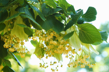 Linden tree branch with leaves and blooming flowers outdoors, closeup