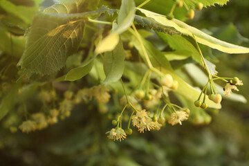 Linden tree branch with leaves and blooming flowers outdoors, closeup