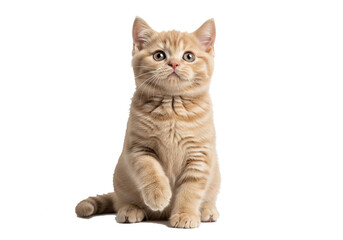 A light brownish-red British Short hair kitten, positioned in the center of the image