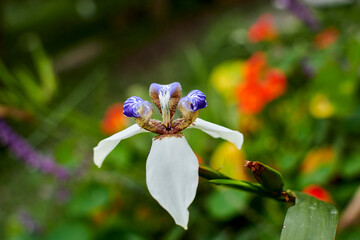 Iris flower with vibrant color patterns and natural elegance1