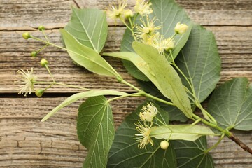 Beautiful linden flowers and leaves on wooden table, top view