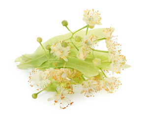 Linden branch with beautiful flowers and leaves isolated on white