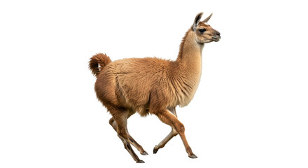 Isolated Running Llama on White Background