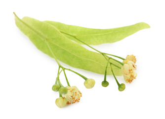 Linden branch with beautiful flowers and leaves isolated on white