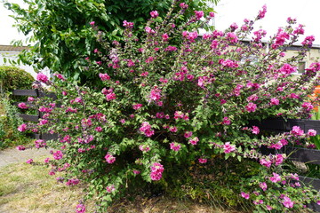Beeston, Nottinghamshire, England - June 20 2025: Rose of Sharon shrub blooming in a garden surrounded by black wooden fence, building, and leafy tree.