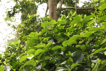 Beautiful lush tropical greenery growing in park, closeup