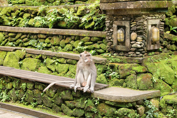 Cute monkey sitting on wooden bench outdoors