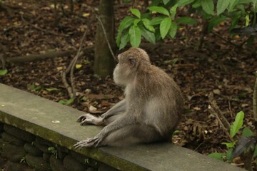 Cute monkey sitting on low stone wall in park