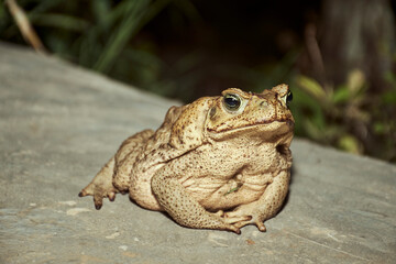 Plump Toad on Concrete A Detailed Macro Perspective