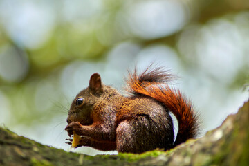 Reddish-Brown Squirrel Eating on a Tree Branch (1)