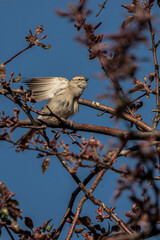 Chipping Sparrow (Spizella passerina) in Spring