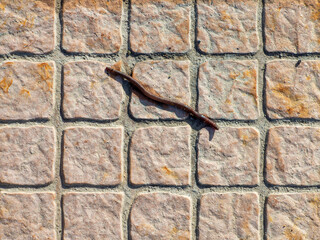 Soil Centipede on Pavement Outside