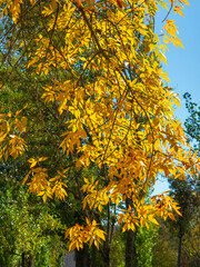 Foliage in the park. Autumn fall leaves of maple trees. Autumn fall leaves in sunlight. Natural autumn background. Autumnal background. Foliage, falling leaves background. Autumn leaf.
