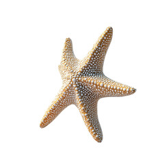 A tan starfish with white spots on a black background a detailed close up view
