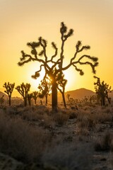 tree in the desert