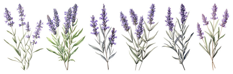 Fototapeta premium PNG Lavender botanical watercolor illustration, element set on transparent background