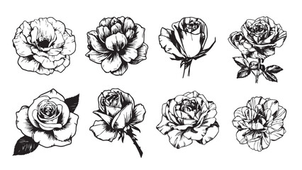 set of flowers vector illustration