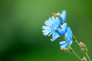 A single chicory flower stands out against a softly blurred green background