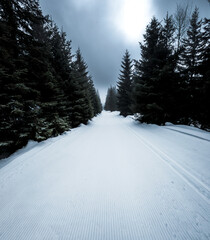Perfectly groomed cross-country ski trail among snowy spruces, the peace of winter nature and fresh...