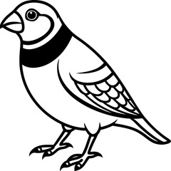 Obraz premium Elegant Zebra Finch Linear Drawing