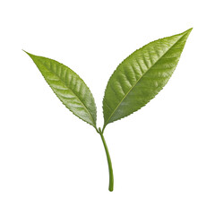 Obraz premium Fresh green tea leaves on a black background a close up shot of a tea plant sprout