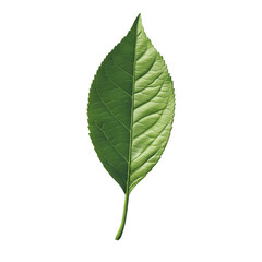 Fototapeta premium Single green leaf isolated on black background showing detail of veins and texture