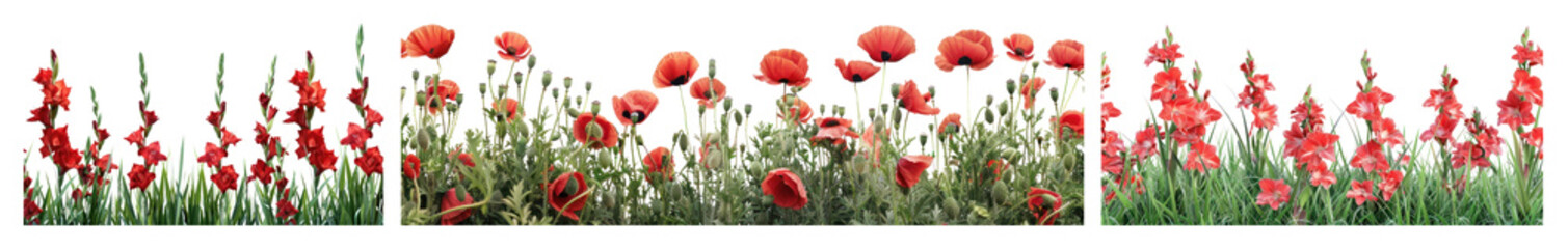 Fototapeta premium PNG Vibrant poppies in lush meadow, element set on transparent background