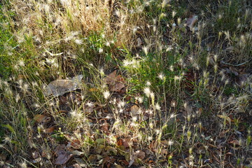 Mäuse-Gerste (Hordeum murinum) auf urbanem Trockenrasen in Berlin
