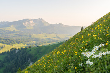 The Berner Oberland region blends dramatic alpine peaks with rolling green hills, dotted with wooden chalets and grazing cows. A picture-perfect Swiss landscape full of charm and serenity.