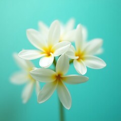 Fototapeta premium Close-up of a beautiful bouquet of white plumeria flowers against a teal background.