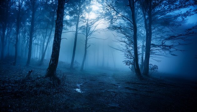misty forest at night